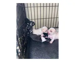 Tiny chihuahua puppies - 7