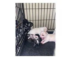 Tiny chihuahua puppies - 8