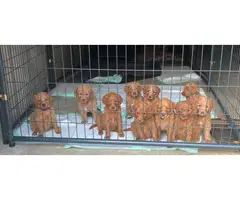 F2 Standard Goldendoodle puppies for sale