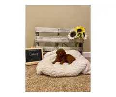F2 Standard Goldendoodle puppies for sale - 3