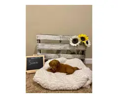 F2 Standard Goldendoodle puppies for sale - 6