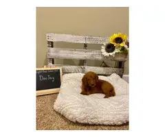 F2 Standard Goldendoodle puppies for sale - 9
