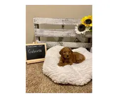 F2 Standard Goldendoodle puppies for sale - 11