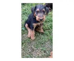 Airedale terrier puppies - 2