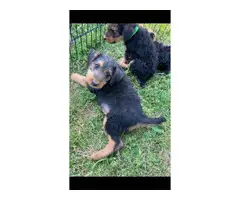 Airedale terrier puppies - 3