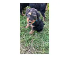 Airedale terrier puppies - 4