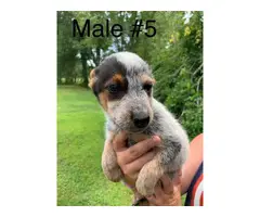 10 week old Blue Heeler Puppies for sale