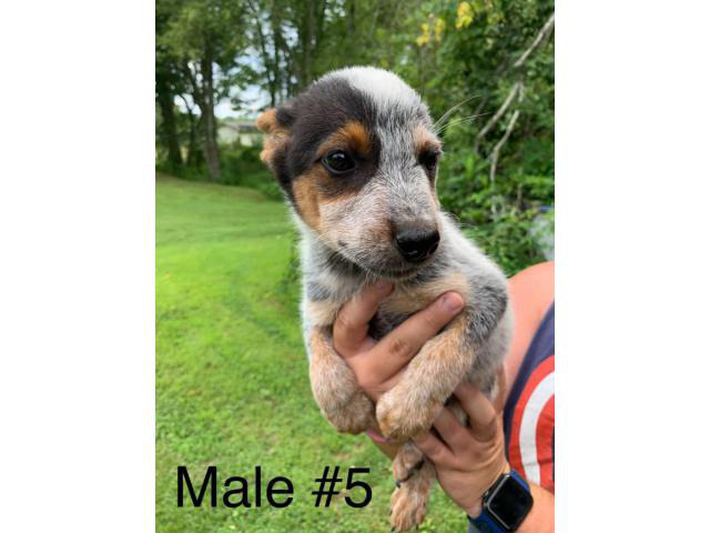 10 week old Blue Heeler Puppies for sale Somerset - Puppies for Sale ...