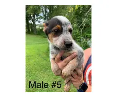 10 week old Blue Heeler Puppies for sale - 2