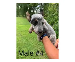 10 week old Blue Heeler Puppies for sale - 3