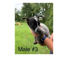 10 week old Blue Heeler Puppies for sale - 6