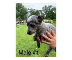 10 week old Blue Heeler Puppies for sale - 8