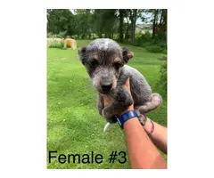 10 week old Blue Heeler Puppies for sale - 12