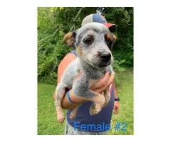 10 week old Blue Heeler Puppies for sale - 14
