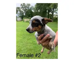 10 week old Blue Heeler Puppies for sale - 15