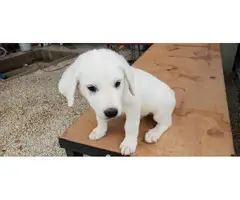 2 male 2 female Great Pyrenees puppies - 2