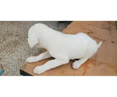 2 male 2 female Great Pyrenees puppies - 3