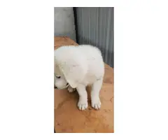 2 male 2 female Great Pyrenees puppies - 4