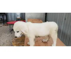 2 male 2 female Great Pyrenees puppies - 5