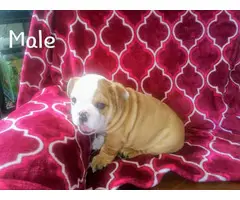 9 weeks old AKC English bulldog puppies for sale