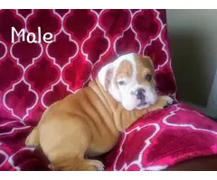 9 weeks old AKC English bulldog puppies for sale - 2