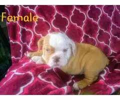 9 weeks old AKC English bulldog puppies for sale - 3