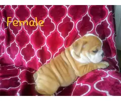 9 weeks old AKC English bulldog puppies for sale - 4