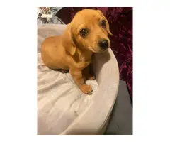 5 female Chiweenie puppies for adoption - 7