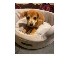 5 female Chiweenie puppies for adoption - 8