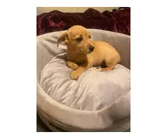5 female Chiweenie puppies for adoption - 9