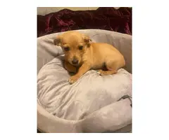 5 female Chiweenie puppies for adoption - 10