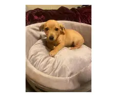 5 female Chiweenie puppies for adoption - 11