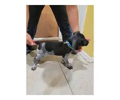 AKC German Shorthaired pointer puppies in search of a good home