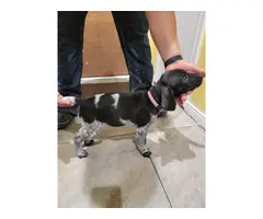 AKC German Shorthaired pointer puppies in search of a good home - 3
