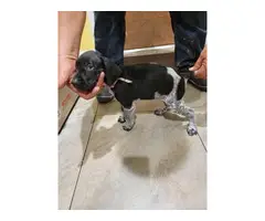 AKC German Shorthaired pointer puppies in search of a good home - 4
