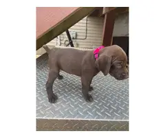 8 puppies of German shorthair pointers - 6