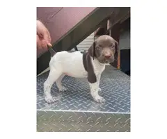 8 puppies of German shorthair pointers - 9