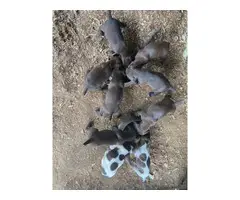 8 puppies of German shorthair pointers - 11