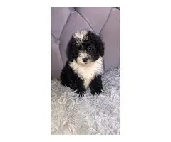 5 parti poodle puppies available - 3