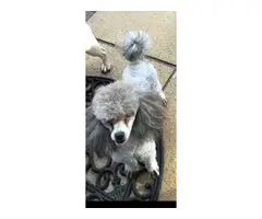 5 parti poodle puppies available - 7