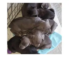 6 Beautiful black registered Cane Corso puppies ready to go.