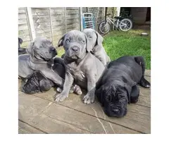 6 Beautiful black registered Cane Corso puppies ready to go. - 2