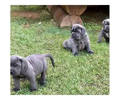 6 Beautiful black registered Cane Corso puppies ready to go. - 3
