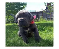 6 Beautiful black registered Cane Corso puppies ready to go. - 5