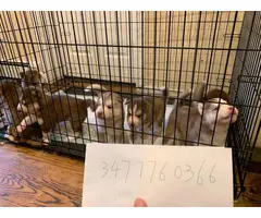 Purebred Siberian husky puppies looking for new home