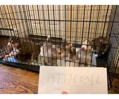 Purebred Siberian husky puppies looking for new home - 2