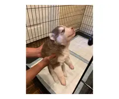 Purebred Siberian husky puppies looking for new home - 4