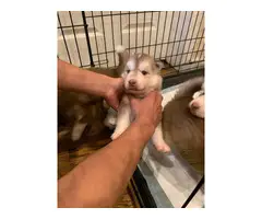 Purebred Siberian husky puppies looking for new home - 6