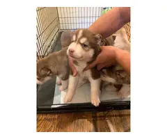 Purebred Siberian husky puppies looking for new home - 7