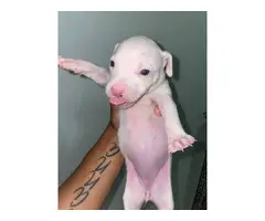 White and Lilac Pitbull Puppies